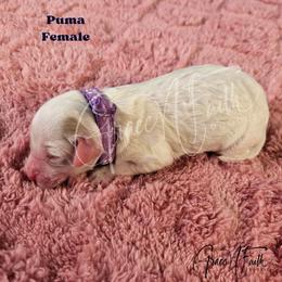 Puma - Parti female Goldendoodle puppy in Peyton, Colorado from Grace N Faith Doodles
