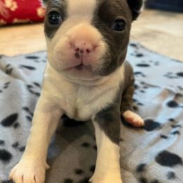 Boston Terriers from Boston Terriers of Conroe