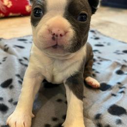 Boston Terriers from Boston Terriers of Conroe