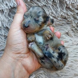 IRVIN - Black and Tan Dapple - Dapple male Dachshund puppy in Swink, Oklahoma from Palali Farm