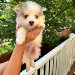 Boy 3 tiny - Silver and white male Pomsky puppy in Leesburg, Virginia from Capital Pomsky
