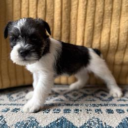 Negro - Parti male Miniature Schnauzer puppy in La Mirada, California from SchnauzersRus