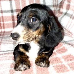 Girl 1 - Black and tan female Dachshund puppy in Fredonia, Arizona from Desert Horizon Dachshunds