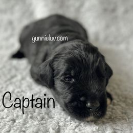 Captain - Black male Schnoodle puppy in Saint Augustine, Florida from Gunnie Luv, LLC