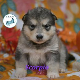 Scorpio - Gray and white female Alaskan Malamute puppy in Kingston, Tennessee from North Shore Alaskan Malamutes