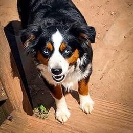 Bree - Toy Australian Shepherd