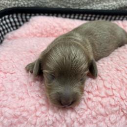 Tortellini - Fawn (isabella) and tan female Dachshund puppy in Scottdale, Pennsylvania from Our Sweet Dachshund Farm
