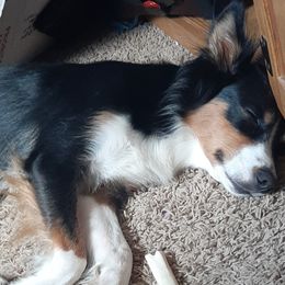 Luna - Australian Shepherd