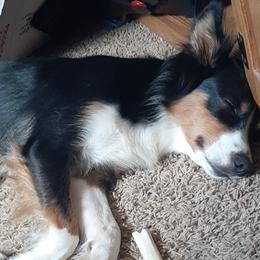 Luna - Australian Shepherd