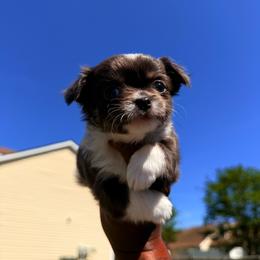 Star - Silver and white female Chihuahua puppy in Charlotte, North Carolina from Lawinski’s Chihuahua World
