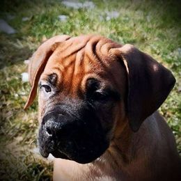 Boy 1 - Boerboel puppy in Naples, New York from Freedom Boerboels LLC