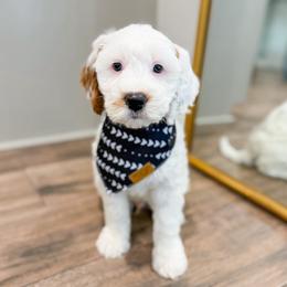 Grape Escape - Parti male Goldendoodle puppy in Sulphur, Louisiana from Curly Q’s Of Carlyss