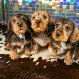 American Corgi, Dachshund, and Pembroke Welsh Corgi Puppies from Shining A Lowriders & Co.