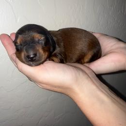 Huckleberry Finn - Red male Dachshund puppy in Las Vegas, Nevada from Desert Dachshunds