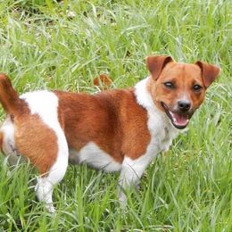 Lacey - Russell Terrier
