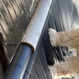 Australian Labradoodles from Strawberry Fields Labradoodles