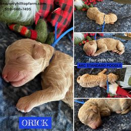 ORICK - Blue Collar Boy - Apricot male Poodle puppy in Charlo, Montana from Heavenly Hilltop Farm