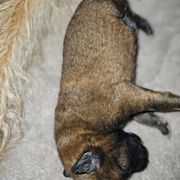Girl 2 - Belgian Laekenois puppy in St. Tammany Parish County, Louisiana from Guenshci's Belgian Laekenois