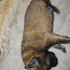 Girl 2 - Belgian Laekenois puppy in St. Tammany Parish County, Louisiana from Guenshci's Belgian Laekenois