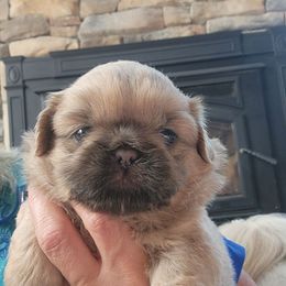 Phoebe - Blue female Shih Tzu puppy in Carrollton, Ohio from Becker Hollow