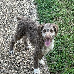 Girl 2 - Red female Aussiedoodle puppy in Alabama from SBA Aussies