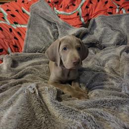 RED COLLAR - Gray male Weimaraner puppy in Catoosa County, Georgia from Kaleidoscope Weims