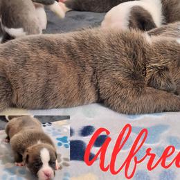 Alfredo - Brindle male Bulldog puppy in Washington from Sun City Campeiro Bulldogs