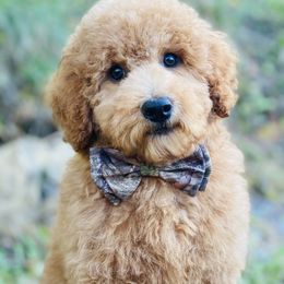 Cavapoo, Maltipoo, and Poodle Puppies from My Sweet Poodles and Doodles