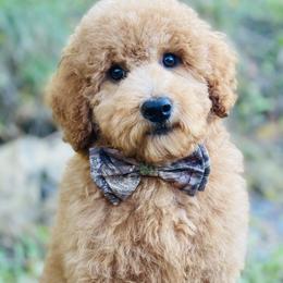Cavapoo, Maltipoo, and Poodle Puppies from My Sweet Poodles and Doodles