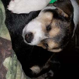 Nord Wachhund Puppies from Nordic Kennels