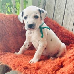 Green - White and black male Dalmatian puppy in Westhoff, Texas from Smart Dalmatians (LUA)