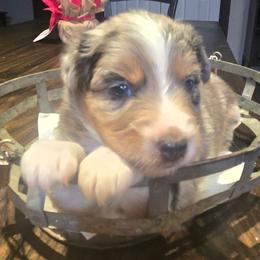 Brinkley - Blue merle female Australian Shepherd puppy in Bastrop, Texas from Triple J Aussie Ranch