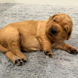Wesley - Golden male Golden Retriever puppy in Salt Lake City, Utah from Soaring golden retrievers