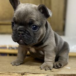 Polar - Blue fawn male French Bulldog puppy in Cullman, Alabama from Divine Hill Farm