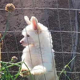 Staryk - White male Chinese Crested puppy in Dexter, Oregon from Zion's Chinese Cresteds