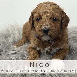 NICO -blue collar - Red  male Goldendoodle puppy in Watertown, New York from True Friend Doodles