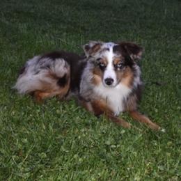 Caspen - Toy Australian Shepherd