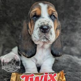 Twix - Black brown and white female Basset Hound puppy in Talbotton, Georgia from Southern City Bassets