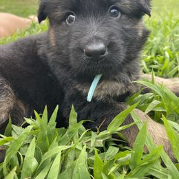 German Shepherd Puppies from Oahu German Shepherds