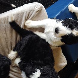 Goldendoodle, Golden Retriever, and Sheepadoodle Puppies from Guppy Puppies