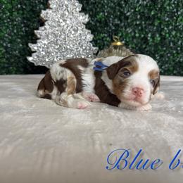 Boy 3 - Merle male Bernedoodle puppy in Modesto, California from Two Doods Doodles