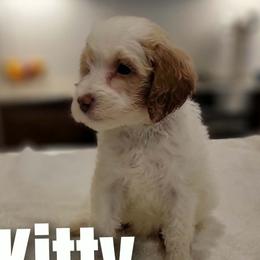 Kitty- mint collar - Parti female Goldendoodle puppy in Fort Worth, Texas from Stacy Warwick