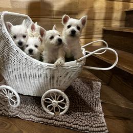 Pippa - White female West Highland White Terrier puppy in Ridgeway, Virginia from Rivers Bend Westies