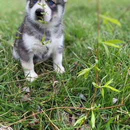 Siberian Husky Puppies from Joyful Willow Farm Huskies