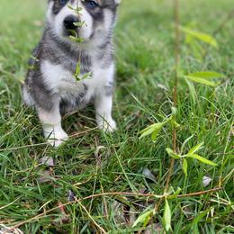 Siberian Husky Puppies from Joyful Willow Farm Huskies