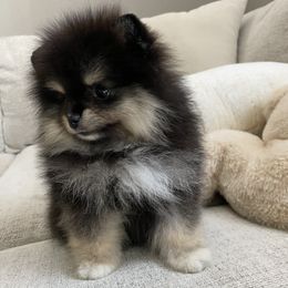 Lucas - Black and tan male Pomeranian puppy in Citrus Heights, California from Yev and Marina's Pomeranians (AKC)