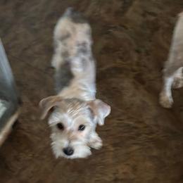 Light blue boy - Parti male Yorkshire Terrier puppy in Cocoa, Florida from SummerTime AKC Yorkies