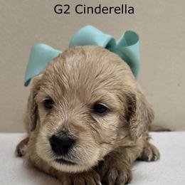 Girl 2 - Cream female Goldendoodle puppy in Milford, Michigan from Servant Kennel