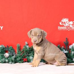 Daisy - Chocolate Catahoula Leopard Dog puppy in Trout, Louisiana from Diamond H Ranch