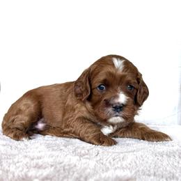 Maverick - Apricot male Cavapoo puppy in Pasco, Washington from Columbia Basin Puppies
